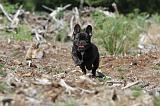 BOULEDOGUE FRANCAIS 032